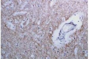 Immunohistochemistry (IHC) image for anti-Syntaxin 1A (Brain) (STX1A) antibody (ABIN492371) (STX1A Antikörper)
