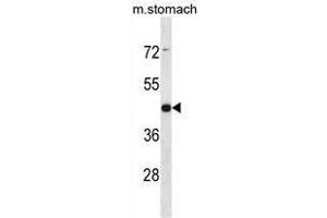 ARRDC1 Antibody (Center) western blot analysis in mouse stomach tissue lysates (35µg/lane). (ARRDC1 Antikörper  (Middle Region))