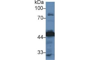 Western Blotting (WB) image for anti-Pyruvate Dehydrogenase (Lipoamide) alpha 1 (PDHA1) (AA 30-390) antibody (ABIN7432574)