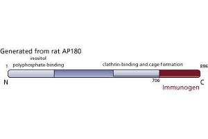 Image no. 3 for anti-Synaptosomal-Associated Protein 91 (SNAP91) (AA 706-896) antibody (ABIN967993)