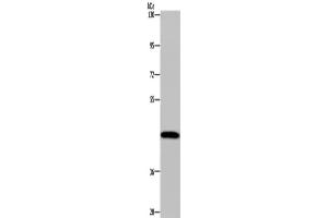 Western Blotting (WB) image for anti-Cytochrome P450, Family 1, Subfamily A, Polypeptide 2 (CYP1A2) antibody (ABIN2433521) (CYP1A2 Antikörper)