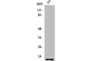 Western Blot analysis of 293 cells using Cleaved-Caspase-5 p10 (S331) Polyclonal Antibody