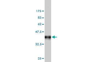 Western Blot detection against Immunogen (36. (FHIT Antikörper  (AA 31-130))
