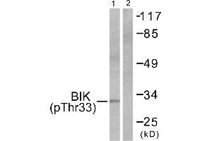 Western blot analysis of extracts from HepG2 cells, using BIK (Phospho-Thr33) antibody (#A0053, Line 1 and 2). (BIK Antikörper  (pThr33))