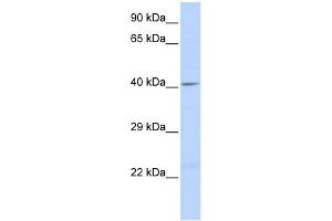 WB Suggested Anti-GJA1 Antibody Titration:  0. (Connexin 43/GJA1 Antikörper  (Middle Region))