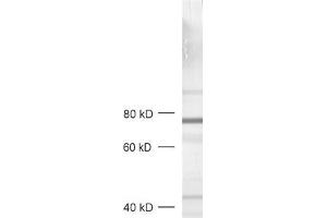 dilution: 1 : 1000, sample: crude synaptic vesicle fraction of rat brain (LP2) (RPH3A Antikörper  (AA 671-684))