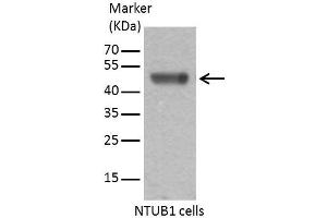 WB Image Sample (30 ug of whole cell lysate) A: 293T 10% SDS PAGE antibody diluted at 1:1000 (Caspase 9 Antikörper)