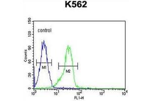Flow cytometric analysis of K562 cells using FAM155A Antibody (N-term) Cat. (FAM155A Antikörper  (N-Term))