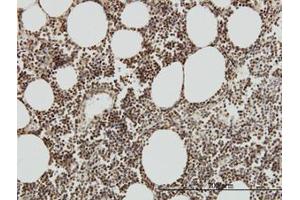 Image no. 1 for anti-TAF7 RNA Polymerase II, TATA Box Binding Protein (TBP)-Associated Factor, 55kDa (TAF7) (AA 130-224) antibody (ABIN598954) (TAF7 Antikörper  (AA 130-224))