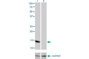 Western blot analysis of ID3 over-expressed 293 cell line, cotransfected with ID3 Validated Chimera RNAi (Lane 2) or non-transfected control (Lane 1). (ID3 Antikörper  (AA 1-83))