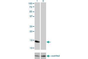 Western Blotting (WB) image for anti-Inhibitor of DNA Binding 3, Dominant Negative Helix-Loop-Helix Protein (ID3) (AA 1-83) antibody (ABIN561414)