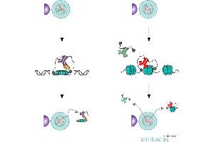 Summary of the CUT&RUN protocol (left). (CUT&RUN Core Direct Set)