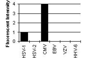 Cross Reactivity Results determined by IFA (ICP36 DNA Binding Protein (CMV ICP36) Antikörper)