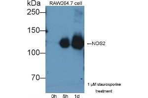 Detection of NOS2 in lysates of RAW264. (NOS2 Antikörper  (AA 734-966))