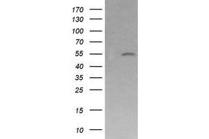 Image no. 1 for anti-Mdm4-binding Protein (MDM4) antibody (ABIN1499360) (MDM4-binding Protein Antikörper)