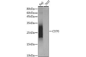 Western blot analysis of extracts of various cell lines, using CD70 antibody (ABIN7266215) at dilution. (CD70 Antikörper)