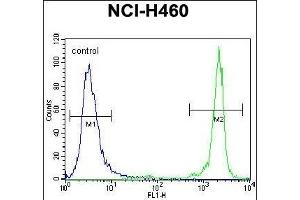 GDF15 Antibody (N-term) (ABIN656484 and ABIN2845763) flow cytometric analysis of NCI- cells (right histogram) compared to a negative control cell (left histogram).