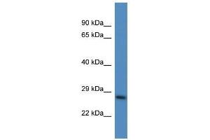 Western Blot showing Psmd10 antibody used at a concentration of 1.
