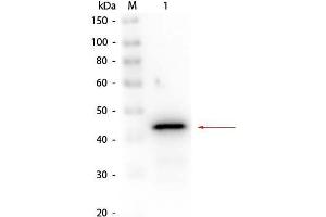 Western Blot of Rabbit anti-Alcohol Dehydrogenase (Yeast) Antibody Biotin Conjugated.