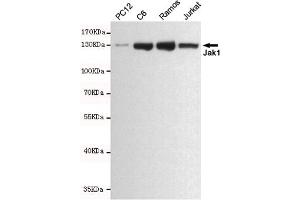 Western blot analysis of extracts from PC12,C6,Ramos and Jurkat cell lysates using Jak1 mouse mAb (1:500 diluted). (JAK1 Antikörper)