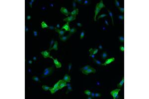 Immunofluorescence detection of human RET expressed in U2OS cells. (Ret Proto-Oncogene Antikörper)