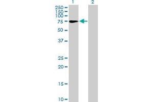 Western Blot analysis of ZNF319 expression in transfected 293T cell line by ZNF319 MaxPab polyclonal antibody. (ZNF319 Antikörper  (AA 1-582))