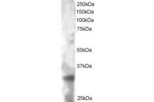Image no. 1 for anti-Tetraspanin 32 (TSPAN32) (AA 308-320) antibody (ABIN299440)