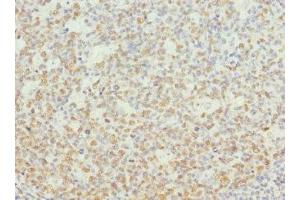 Immunohistochemistry of paraffin-embedded human tonsil tissue using ABIN7161751 at dilution of 1:100 (NASP Antikörper  (AA 519-788))