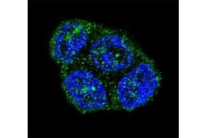 Immunofluorescence (IF) image for anti-TNF Receptor Superfamily, Member 6 (FAS) (AA 185-211) antibody (ABIN3030902)