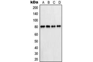 Western blot analysis of PFKL expression in HepG2 (A), A431 (B), Raw264. (PFKL Antikörper  (C-Term))
