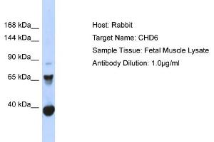 Host: Rabbit Target Name: CHD6 Sample Type: Fetal Muscle lysates Antibody Dilution: 1.