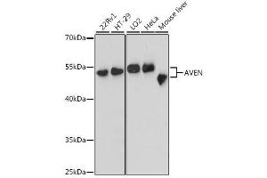 Western blot analysis of extracts of various cell lines, using AVEN antibody. (AVEN Antikörper  (AA 203-362))