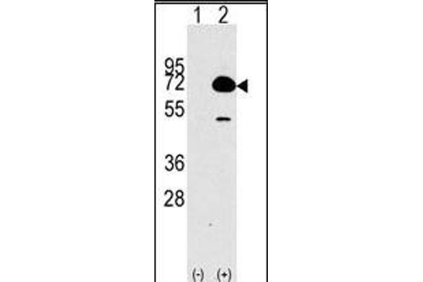 HDAC10 Antikörper  (N-Term)
