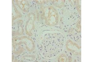Immunohistochemistry of paraffin-embedded human kidney tissue using ABIN7162248 at dilution of 1:100 (OPA3 Antikörper  (AA 25-179))