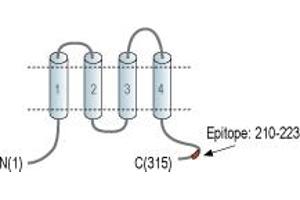 Representative domain view of the target of ABIN7884818.