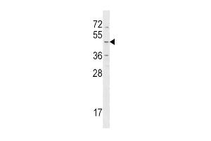 HRH4 Antibody (Center) (ABIN1538129 and ABIN2848687) western blot analysis in NCI- cell line lysates (35 μg/lane). (HRH4 Antikörper  (AA 228-256))