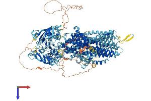 ABCC5 Protein (AA 1-1436) (His tag)