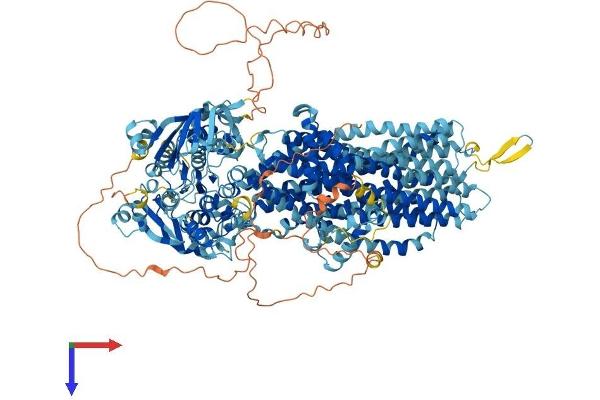 ABCC5 Protein (AA 1-1436) (His tag)
