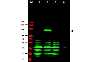 Image no. 1 for anti-Ajuba LIM Protein (AJUBA) (AA 224-239) antibody (ABIN401292) (AJUBA Antikörper  (AA 224-239))