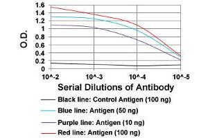 ELISA analysis of TIE1 monoclonal antibody, clone 8D12B10  at 1:10000 dilution. (TIE1 Antikörper  (AA 385-607))