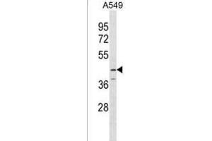 SERPINB12 Antibody (Center) (ABIN1537821 and ABIN2849877) western blot analysis in A549 cell line lysates (35 μg/lane). (SERPINB12 Antikörper  (AA 131-157))