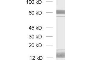 Western Blotting (WB) image for anti-Cell Adhesion Molecule 4 (CADM4) (AA 376-388) antibody (ABIN1742494)