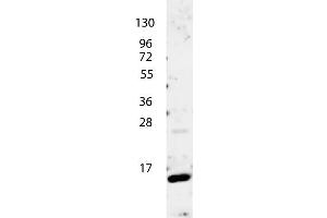 anti-Human IL-4 antibody shows detection of a band ~15 kDa in size corresponding to recombinant human IL-4. (IL-4 Antikörper)