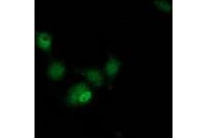 Anti-HAGHL mouse monoclonal antibody (ABIN2454268) immunofluorescent staining of COS7 cells transiently transfected by pCMV6-ENTRY HAGHL (RC200832). (HAGHL Antikörper)