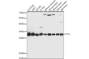 Western blot analysis of extracts of various cell lines, using TPI1 antibody (ABIN7270977) at 1:1000 dilution. (TPI1 Antikörper  (AA 1-249))