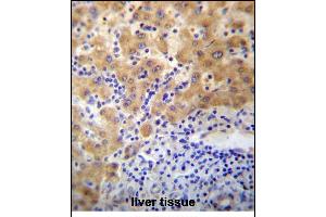 CDD1 Antibody (N-term) 13356a immunohistochemistry analysis in formalin fixed and paraffin embedded human liver tissue followed by peroxidase conjugation of the secondary antibody and DAB staining. (APCDD1 Antikörper  (N-Term))