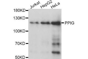 Western blot analysis of extracts of various cell lines, using PPIG antibody (ABIN5970160) at 1/1000 dilution. (PPIG Antikörper)