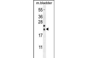 NXNL2 Antibody (Center) (ABIN654522 and ABIN2844244) western blot analysis in mouse bladder tissue lysates (35 μg/lane). (NXNL2 Antikörper  (AA 80-108))