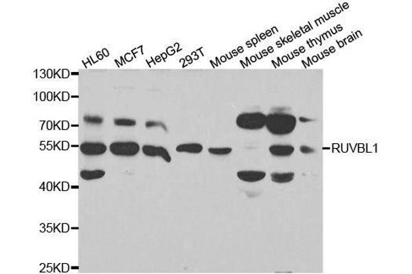 RUVBL1 antibody  (AA 1-240)