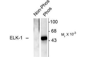 Image no. 1 for anti-ELK1, Member of ETS Oncogene Family (ELK1) (pSer383) antibody (ABIN372618) (ELK1 Antikörper  (pSer383))